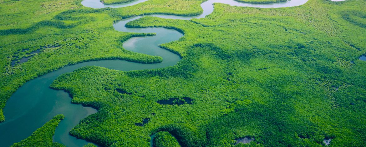 Gambia Mangroves. Aerial view of mangrove forest in Gambia. Photo made by drone from above. Africa Natural Landscape.